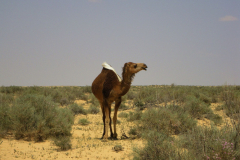 20090430_Tunisie-142a_1-min