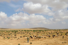 20090430_Tunisie-355a_1-min