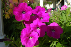 20090430_Tunisie-381-min-scaled